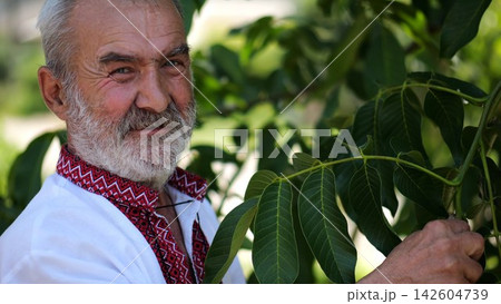 Portrait of old ukrainian man in vyshyvanka near green walnut tree of summer garden. Senior smiling male wearing an embroidered shirt looking into camera outdoor. National identity and patriotism Portrait of old ukrainian man in vyshyvanka near green walnut tree of summer garden. Senior smiling male wearing an embroidered shirt looking into camera outdoor. National identity and patriotism 142604739