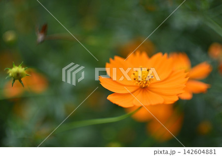 キバナコスモスの花芯を捉えたマクロ写真 142604881