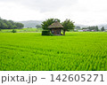 夏の緑に包まれた小さな神社 142605271