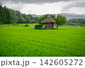 夏の緑に包まれた小さな神社 142605272