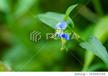 青いツユクサの花 142605294