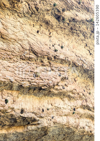 Layered sandstone and limestone cliff face with small shrubs rooted in the rock ledges 142605390