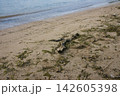 砂浜に打ち寄せる波と流木と足跡 砂浜に打ち寄せる波と流木と足跡 142605398