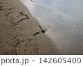 砂浜に打ち寄せる波と流木と足跡 砂浜に打ち寄せる波と流木と足跡 142605400