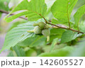 ハシバミの実 142605527