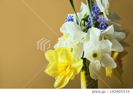 Fresh spring flowers including daffodils and muscari on beige background Fresh spring flowers including daffodils and muscari on beige background 142605533