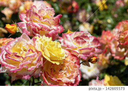 オレンジやイエローに変化する満開のバラ「トロピカルシャーベット」の花 オレンジやイエローに変化する満開のバラ「トロピカルシャーベット」の花 142605573