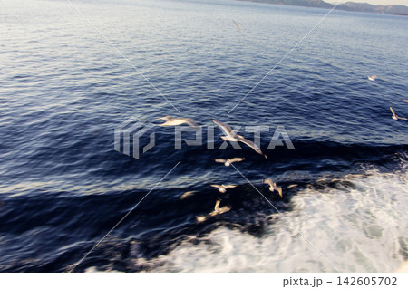 Seagulls Flying Over the Saronic Gulf, Greece Seagulls Flying Over the Saronic Gulf, Greece 142605702