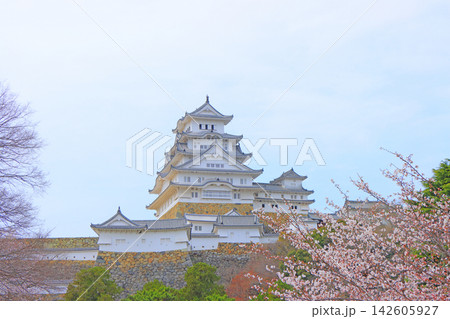 兵庫県姫路市、満開の桜と姫路城の風景 兵庫県姫路市、満開の桜と姫路城の風景 142605927