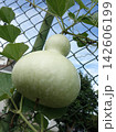 Calabash, also known as bottle gourd, is a vine which is grown for its fruit belonging to the family Cucurbitaceae. The pilgrim calabash, Lagenaria siceraria, is a bottle gourd 142606199