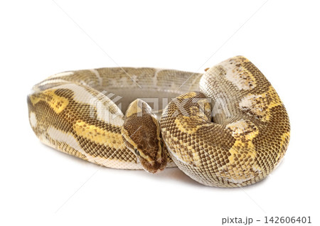 Ball python in studio Ball python in studio 142606401