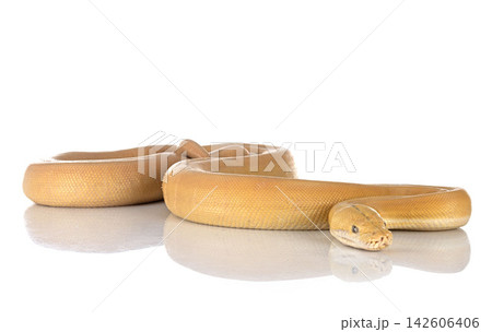 Reticulated python in studio 142606406