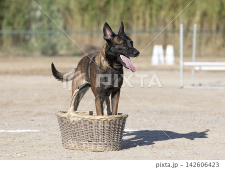 training of belgian shepherd training of belgian shepherd 142606423