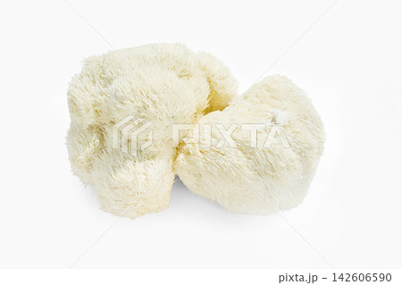 Lion's mane mushroom hericium erinaceus on white background Lion's mane mushroom hericium erinaceus on white background 142606590