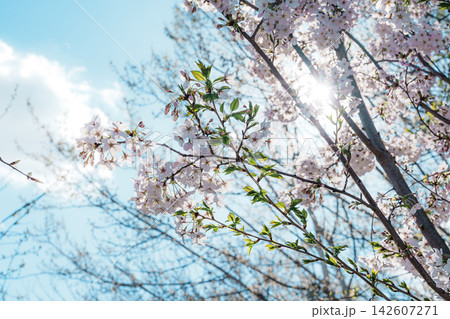 Cherry blossom tree in a Madrid park 142607271