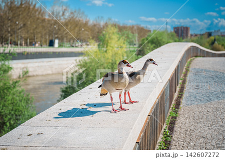 Two Egyptian geese walking along a stone bridge parapet in a Madrid park Two Egyptian geese walking along a stone bridge parapet in a Madrid park 142607272