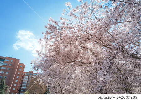 Cherry blossom tree in a Madrid park 142607289