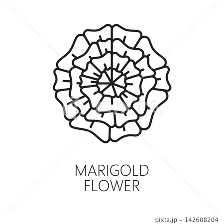 Marigold flower icon for Mexican Day of the Dead or Dia De Los Muertos holiday symbol. Marigold flower or cempasuchil flor line icon for Mexican Day of the Dead festival ofrenda and altar decoration 142608204