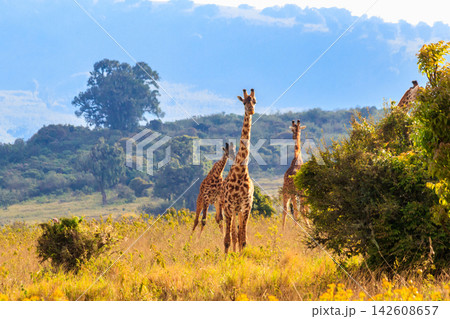 Group of giraffes walking in Ngorongoro Conservation Area in Tanzania. Wildlife of Africa Group of giraffes walking in Ngorongoro Conservation Area in Tanzania. Wildlife of Africa 142608657