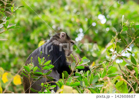 Blue monkey or diademed monkey (Cercopithecus mitis) on a tree in Lake Manyara National Park in Tanzania 142608687
