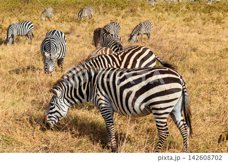 Herd of zebras in savanna in Ngorongoro Crater National park in Tanzania. Wildlife of Africa Herd of zebras in savanna in Ngorongoro Crater National park in Tanzania. Wildlife of Africa 142608702