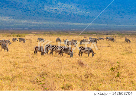 Herd of zebras in savanna in Ngorongoro Crater National park in Tanzania. Wildlife of Africa Herd of zebras in savanna in Ngorongoro Crater National park in Tanzania. Wildlife of Africa 142608704