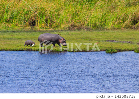 Mother and baby hippo (Hippopotamus amphibius) walking on a lakeshore in Ngorongoro Crater national park, Tanzania Mother and baby hippo (Hippopotamus amphibius) walking on a lakeshore in Ngorongoro Crater national park, Tanzania 142608718