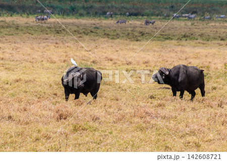 African buffalos or Cape buffalos (Syncerus caffer) in Ngorongoro Crater National Park in Tanzania. Wildlife of Africa 142608721