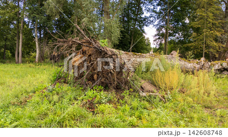 Large Uprooted Tree lying on Grass in Forest after Severe Storm. Natural Disaster Concept 142608748