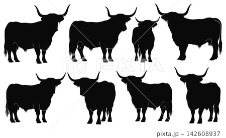 Set of silhouettes of highland cattle in various poses isolated on white background Set of silhouettes of highland cattle in various poses isolated on white background 142608937