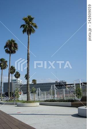 Tall fan palms on a new paved waterfront plaza in front of a modern grey building 142609059