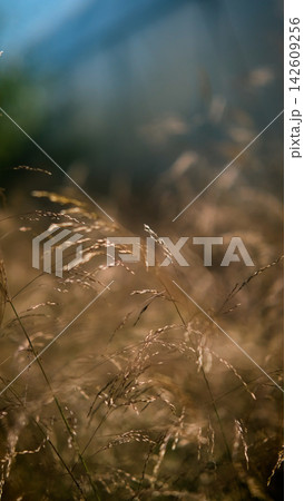 Molinia arundinacea in autumn garden. Decorative grasses and cereals in landscape design Molinia arundinacea in autumn garden. Decorative grasses and cereals in landscape design 142609256
