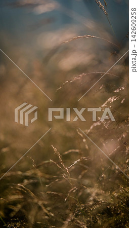 Molinia arundinacea in autumn garden. Decorative grasses and cereals in landscape design Molinia arundinacea in autumn garden. Decorative grasses and cereals in landscape design 142609258