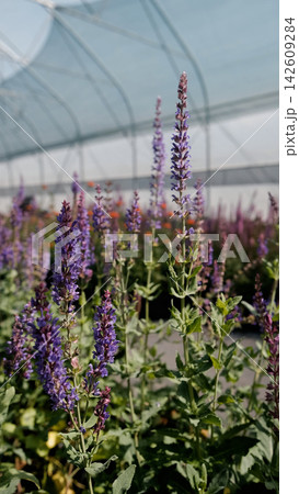 Salvia nemorosa. Bright lilac flowers grow in a greenhouse at a plant nursery. Salvia nemorosa. Bright lilac flowers grow in a greenhouse at a plant nursery. 142609284