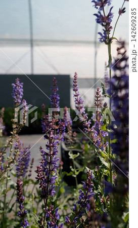 Salvia nemorosa. Bright lilac flowers grow in a greenhouse at a plant nursery. Salvia nemorosa. Bright lilac flowers grow in a greenhouse at a plant nursery. 142609285