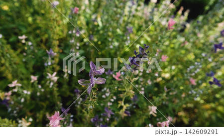 Salvia horminum with tall, branched stems and multicolored flowers, growing in a Siberian plant nursery. This vibrant sage from the mint family thrives in dry soils and full sun. Salvia horminum with tall, branched stems and multicolored flowers, growing in a Siberian plant nursery. This vibrant sage from the mint family thrives in dry soils and full sun. 142609291
