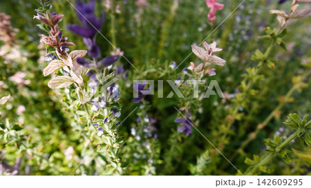 Salvia horminum with tall, branched stems and multicolored flowers, growing in a Siberian plant nursery. This vibrant sage from the mint family thrives in dry soils and full sun. Salvia horminum with tall, branched stems and multicolored flowers, growing in a Siberian plant nursery. This vibrant sage from the mint family thrives in dry soils and full sun. 142609295