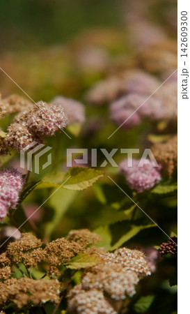 Pink spirea in the rays of bright autumn sun. 142609300