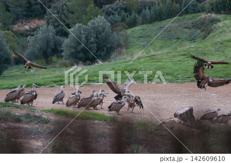 Wild vultures congregate near riverbank 142609610