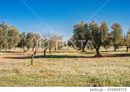 Olive grove with scattered trees and dry grass under sunny sky Olive grove with scattered trees and dry grass under sunny sky 142609723