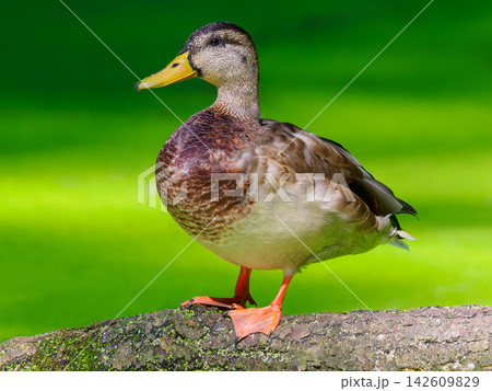 mallard duck on green blurred background mallard duck on green blurred background 142609829