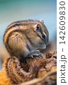 クルミを食べるシマリス 142609830