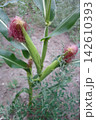 Mature silk of maize, also known as corn, is a tall stout grass that produces cereal grain 142610393