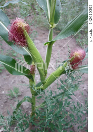 Mature silk of maize, also known as corn, is a tall stout grass that produces cereal grain Mature silk of maize, also known as corn, is a tall stout grass that produces cereal grain 142610393