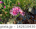 日差しを浴びて咲くピンク色の花 142610430