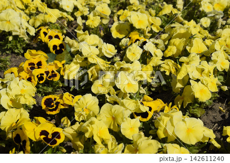 Yellow flowers of viola on the flowerbed. Viola. 142611240