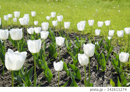 A flower bed with white tulips. White tulips, bulbous plants. White flowers A flower bed with white tulips. White tulips, bulbous plants. White flowers 142611274