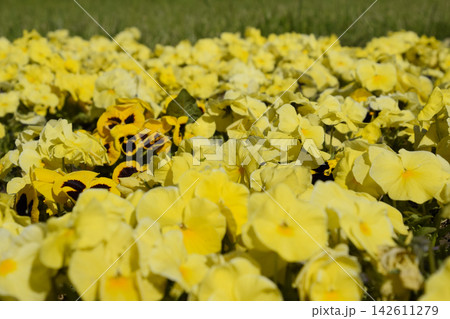 Yellow flowers of viola on the flowerbed. Viola. 142611279