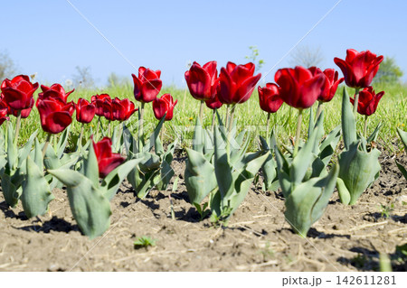 Red flowers of tulips on a flower bed. A flower bed with tulips 142611281