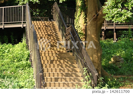 木漏れ日の影が落ちる森の木製階段と遊歩道 木漏れ日の影が落ちる森の木製階段と遊歩道 142611700